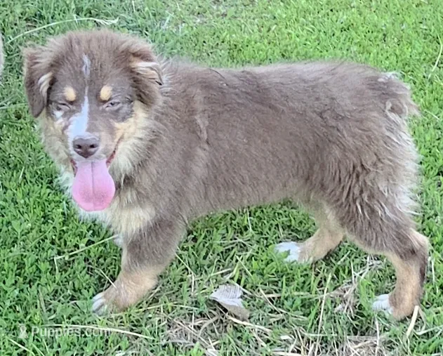 Maya – Australian Shepherd puppy for sale in Browerville, MN