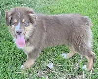 Maya, a female Australian Shepherd for sale in Browerville, MN – 1 of 3