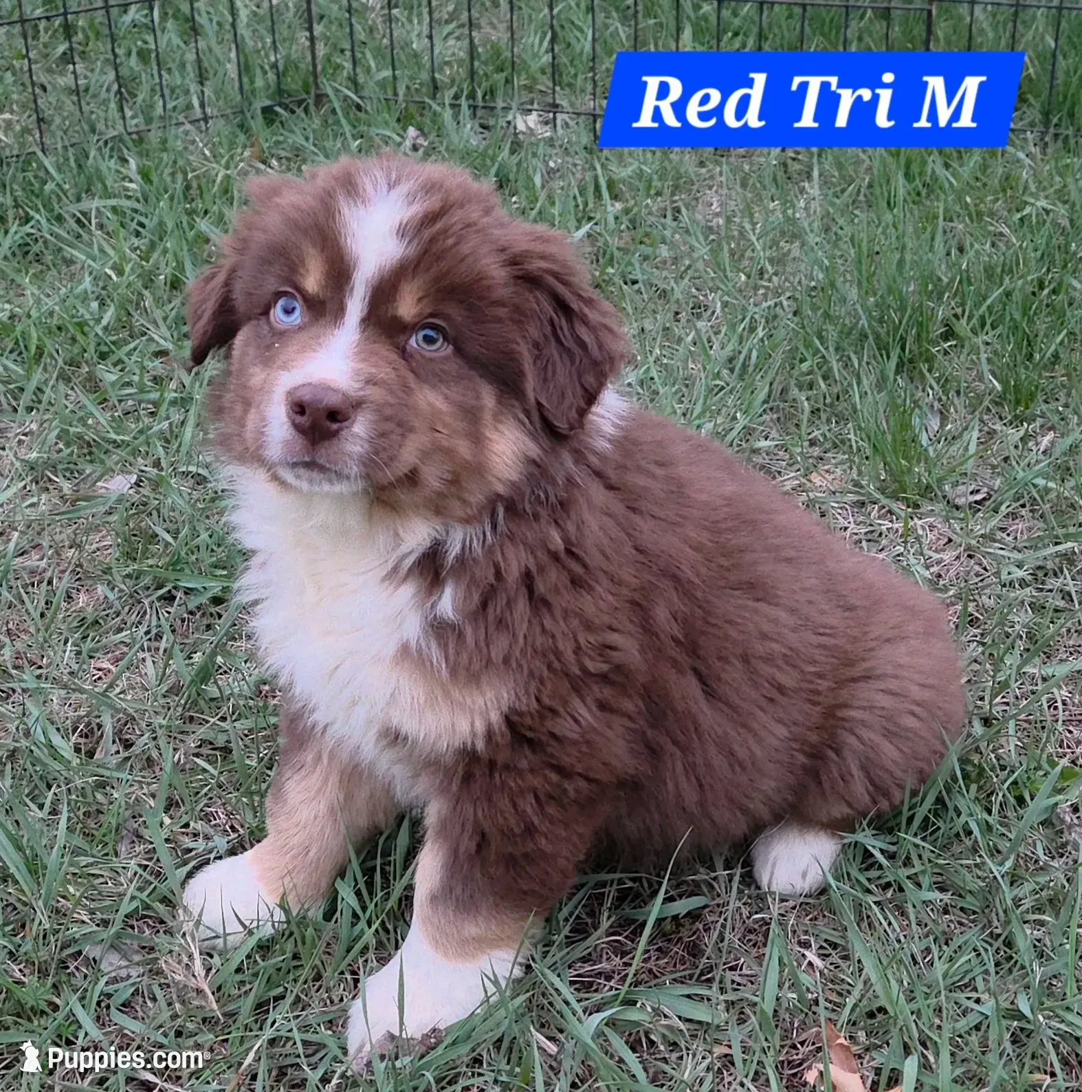Reduced! Standard Australian, a male Australian Shepherd for sale in Browerville, MN – 5 of 7