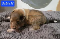 Collie pups, a male Collie for sale in Browerville, MN – Photo 8 of 10