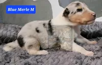 Collie pups, a male Collie for sale in Browerville, MN – Photo 4 of 10