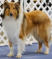 Collie pups, a male Collie for sale in Browerville, MN – Photo 10 of 10