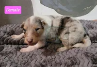 Collie pups, a male Collie for sale in Browerville, MN – Photo 5 of 10