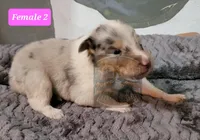 Collie pups, a male Collie for sale in Browerville, MN – Photo 7 of 10