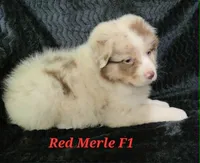 Red Merle Female, a female Australian Shepherd for sale in Browerville, MN – 2 of 5