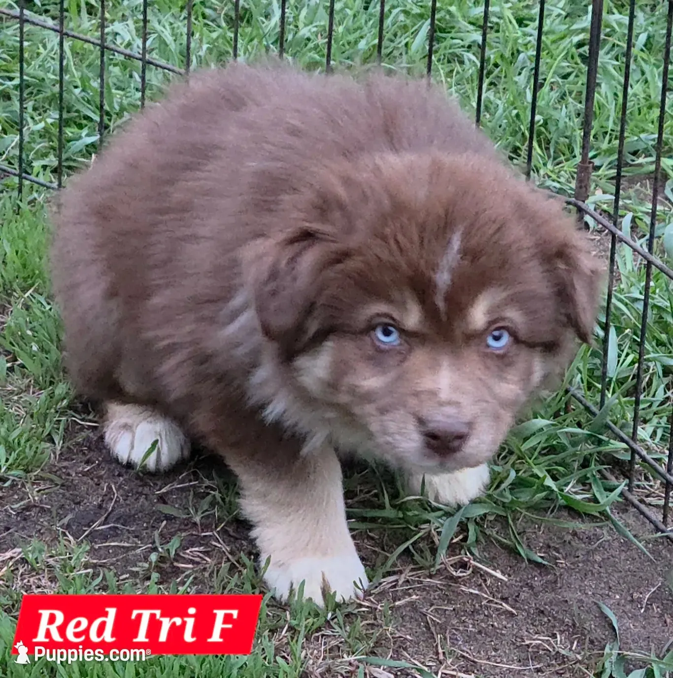 Reduced! Standard Australian, a male Australian Shepherd for sale in Browerville, MN – 3 of 7