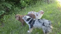 Slim Shady, a male Australian Shepherd for sale in Browerville, MN – 3 of 7