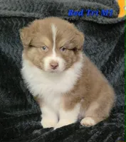 Red Tri Males, a male Australian Shepherd for sale in Browerville, MN – 3 of 5