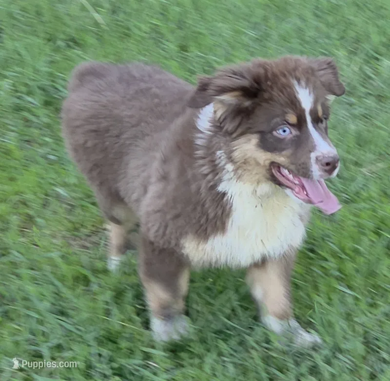 Reduced! Standard Australian male – Australian Shepherd puppy for sale in Browerville, MN