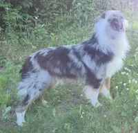 Slim Shady, a male Australian Shepherd for sale in Browerville, MN – 4 of 7