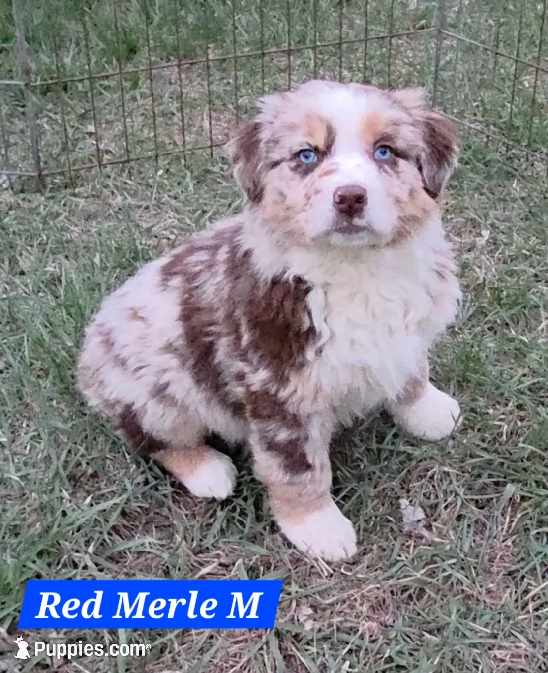 Reduced! Standard Australian, a male Australian Shepherd for sale in Browerville, MN – 2 of 7