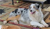 Red Merle female, a female Australian Shepherd for sale in Browerville, MN – 4 of 5