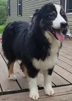 Stoli, a female Australian Shepherd for sale in Browerville, MN – Photo 4 of 5
