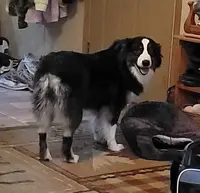 Stoli, a female Australian Shepherd for sale in Browerville, MN – Photo 2 of 5