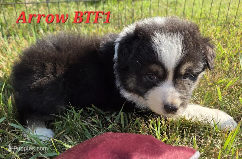 Black Tri female – Australian Shepherd puppy for sale in Browerville, MN