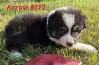 Black Tri female, a female Australian Shepherd for sale in Browerville, MN – 1 of 5