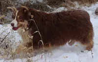 Black Tri female, a female Australian Shepherd for sale in Browerville, MN – 2 of 5