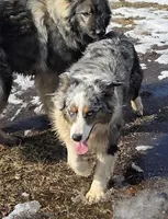Aurora, a female Australian Shepherd for sale in Browerville, MN – Photo 2 of 3