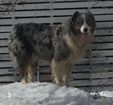 Aurora, a female Australian Shepherd for sale in Browerville, MN – Photo 1 of 3