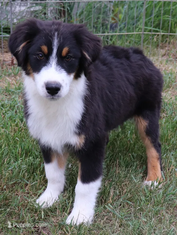 Black Tri Male – Australian Shepherd puppy for sale in Browerville, MN