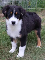 Black Tri Male, a male Australian Shepherd for sale in Browerville, MN – 1 of 6