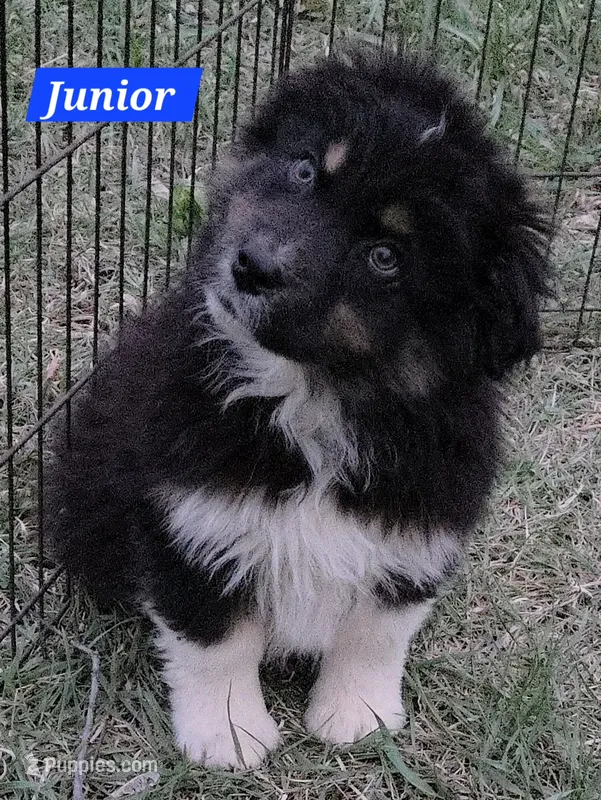 Black Tri Small standard Australian shepherd – Australian Shepherd puppy for sale in Browerville, MN