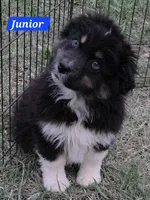 Black Tri Small standard Australian shepherd, a male Australian Shepherd for sale in Browerville, MN – 1 of 5