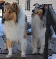 Blue merle female #2, a female Collie for sale in Browerville, MN – Photo 9 of 9