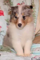 Blue merle female #2, a female Collie for sale in Browerville, MN – Photo 3 of 9