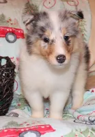 Blue merle female #2, a female Collie for sale in Browerville, MN – Photo 5 of 9