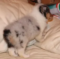 Blue merle female #2, a female Collie for sale in Browerville, MN – Photo 6 of 9