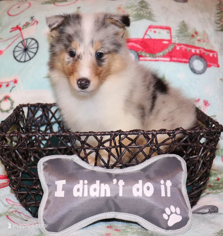 Blue merle female #2