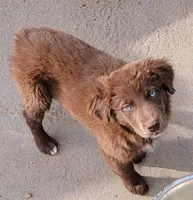 Terra, a female Australian Shepherd for sale in Browerville, MN – 9 of 9