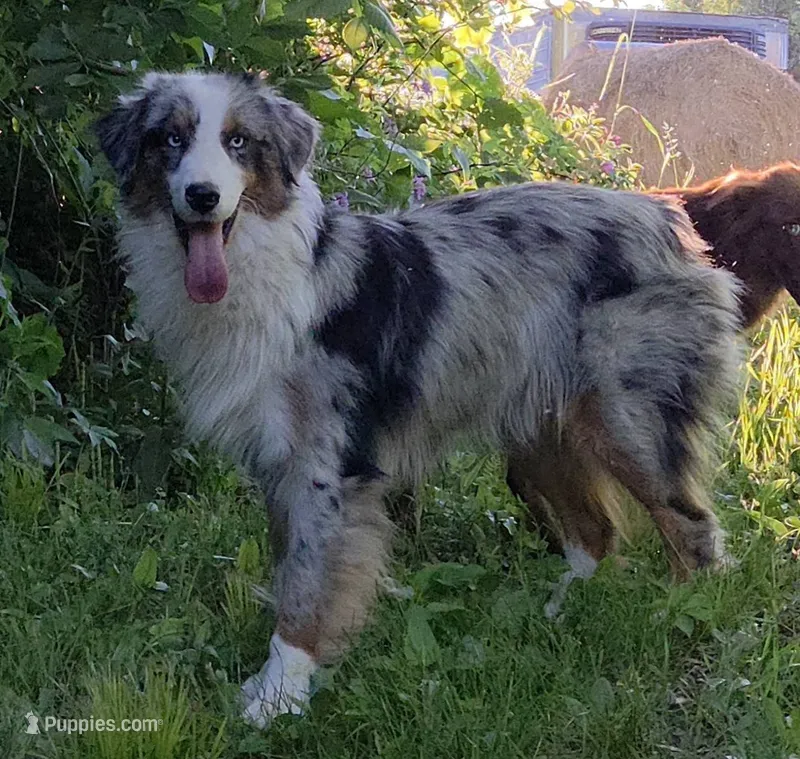 Slim Shady – Australian Shepherd puppy for sale in Browerville, MN