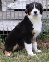 Black Tri male, a male Australian Shepherd for sale in Browerville, MN – 3 of 3