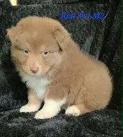 Red Tri Males, a male Australian Shepherd for sale in Browerville, MN – 5 of 5