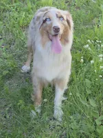 Gracie, a female Australian Shepherd for sale in Browerville, MN – 3 of 5