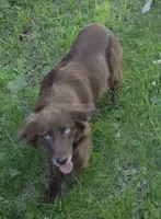 Terra, a female Australian Shepherd for sale in Browerville, MN – 1 of 9
