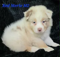 Red merle males, a male Australian Shepherd for sale in Browerville, MN – 2 of 4