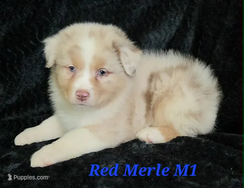 Red merle males – Australian Shepherd puppy for sale in Browerville, MN