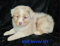 Red merle males, a male Australian Shepherd for sale in Browerville, MN – 1 of 4