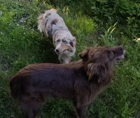 Terra, a female Australian Shepherd for sale in Browerville, MN – 7 of 9