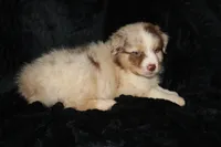 Red Merle Female, a female Australian Shepherd for sale in Browerville, MN – 5 of 5