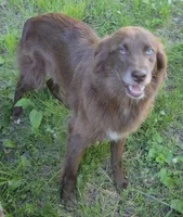 Terra, a female Australian Shepherd for sale in Browerville, MN – 2 of 9