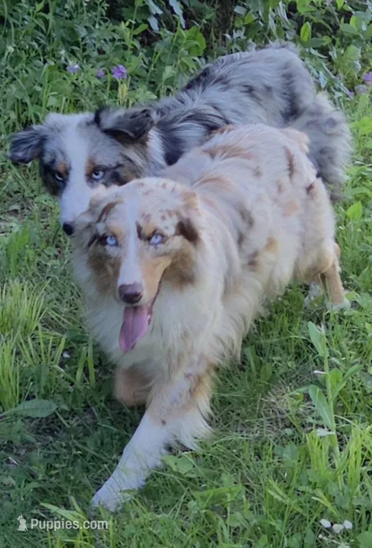 Gracie – Australian Shepherd puppy for sale in Browerville, MN