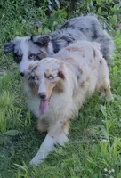 Gracie, a female Australian Shepherd for sale in Browerville, MN – 1 of 5