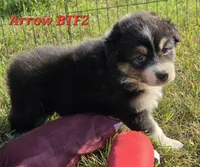 Black tri F #2, a female Australian Shepherd for sale in Browerville, MN – 5 of 6