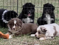 Standard Australian, a male Australian Shepherd for sale in Browerville, MN – Photo 7 of 9
