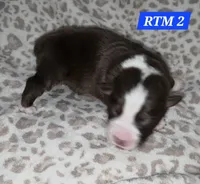 Standard Australian, a male Australian Shepherd for sale in Browerville, MN – Photo 1 of 4