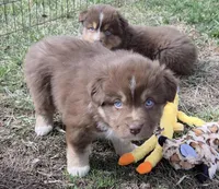 Standard Australian, a male Australian Shepherd for sale in Browerville, MN – Photo 8 of 9